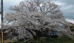 桜