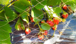 夕暮れ市の新鮮野菜 夕暮れ市の新鮮野菜